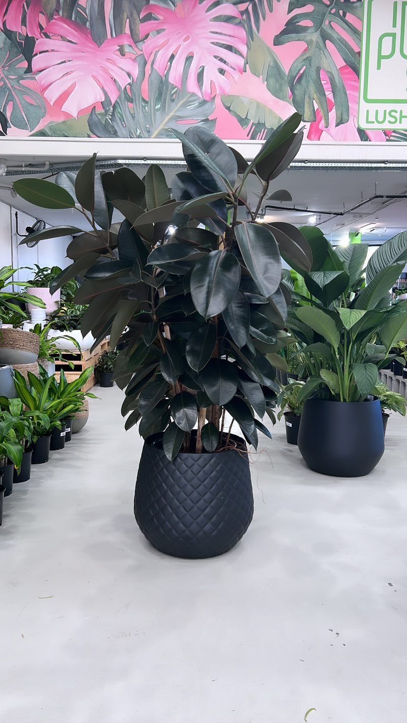 rubber tree black Rubber Plant Burgundy – Indoor Plant Shed