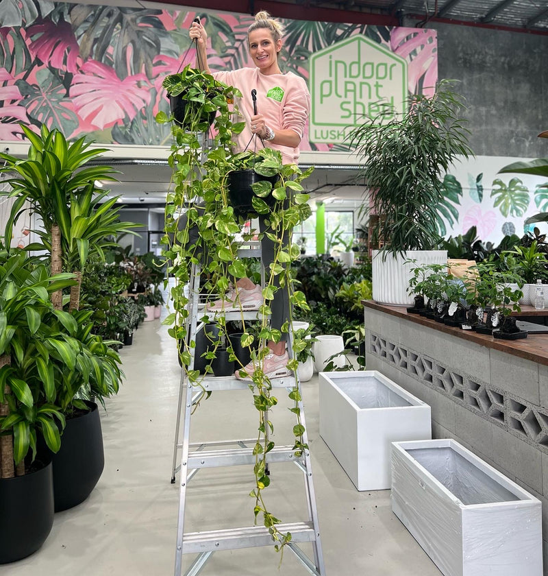 poison ivy indoor plant Devils Ivy – Indoor Plant Shed