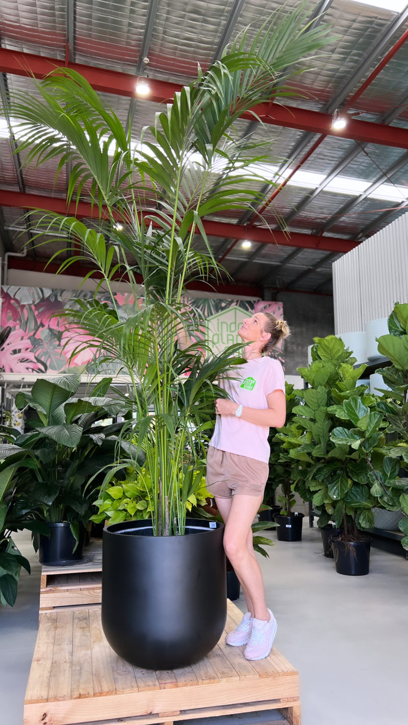 kentia palm house plant Kentia Palm – Indoor Plant Shed