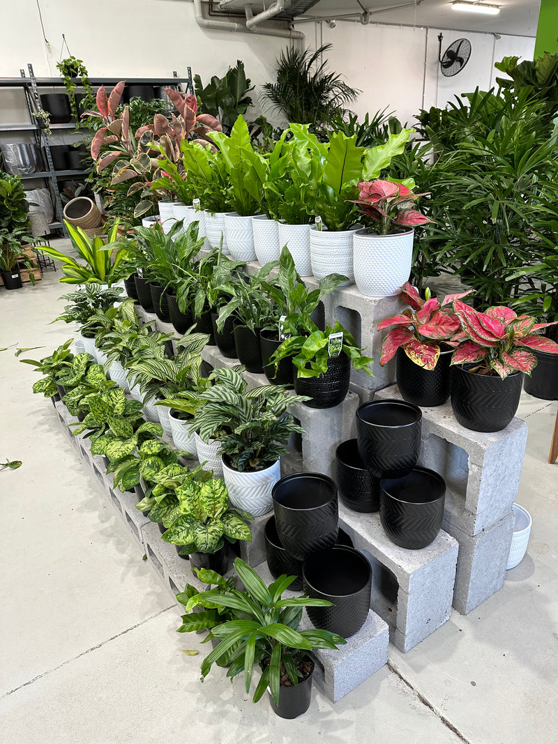 indoor plants combo Pot & Plant Combo – Indoor Plant Shed