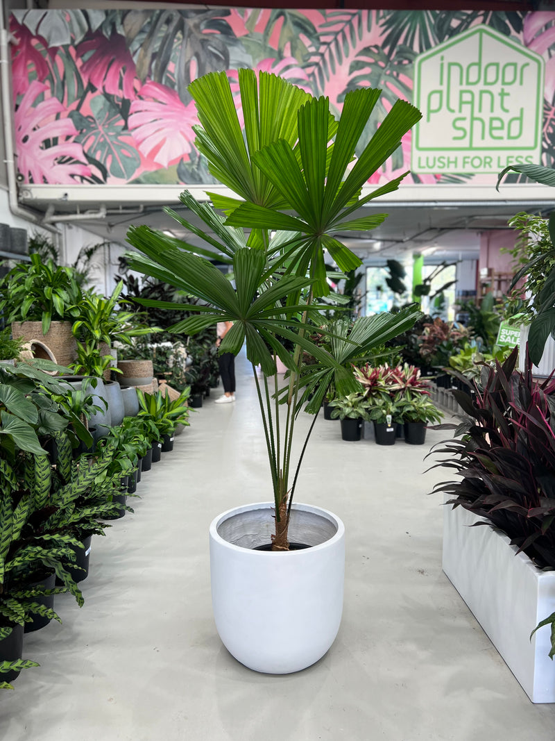indoor fan palm plants Fan Palm – Indoor Plant Shed
