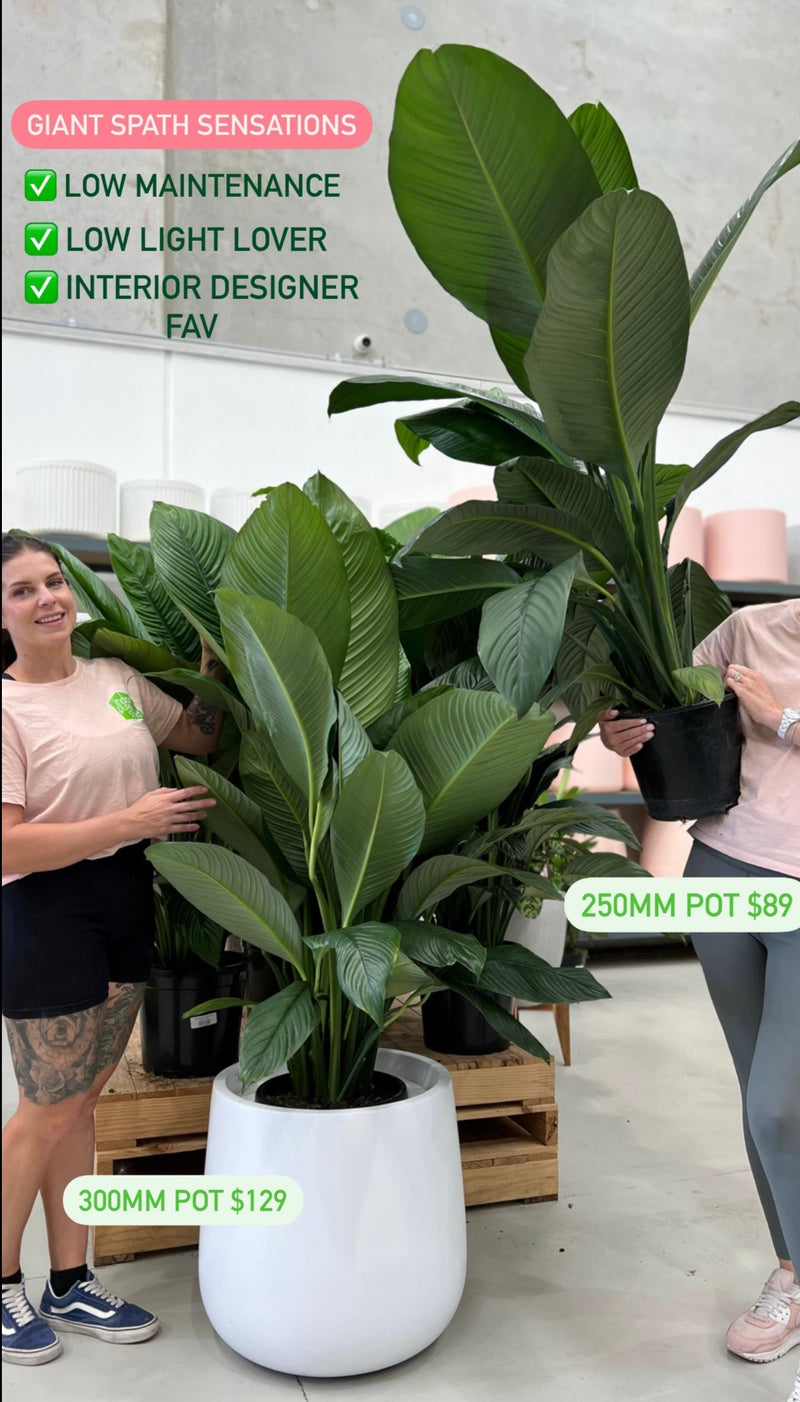 giant peace lily sensation Spathiphyllum Sensation – Indoor Plant Shed