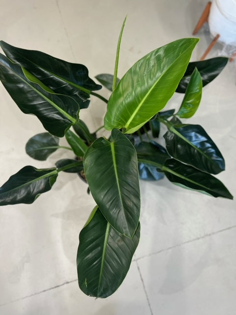 philodendron millions care Philodendron Millions – Indoor Plant Shed