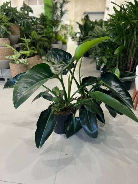 millions philodendron Philodendron Millions – Indoor Plant Shed