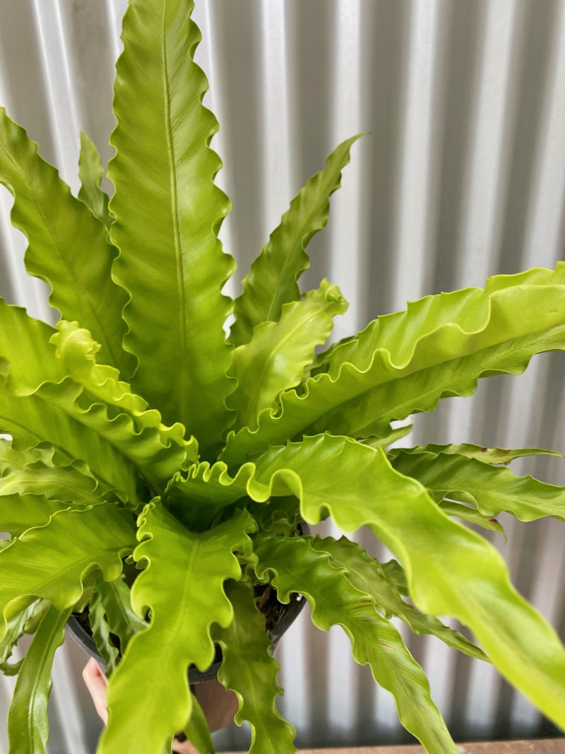 birds nest fern for sale australia Bird Nest Fern – Indoor Plant Shed