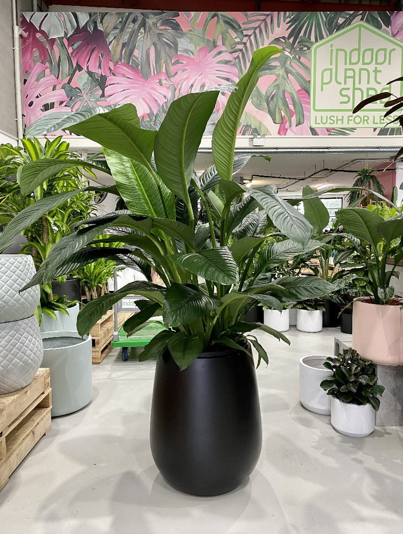 indoor sensation plant Spathiphyllum Sensation – Indoor Plant Shed