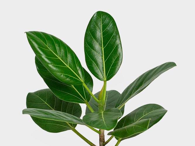 audrey rubber tree Rubber Plant Audrey – Indoor Plant Shed