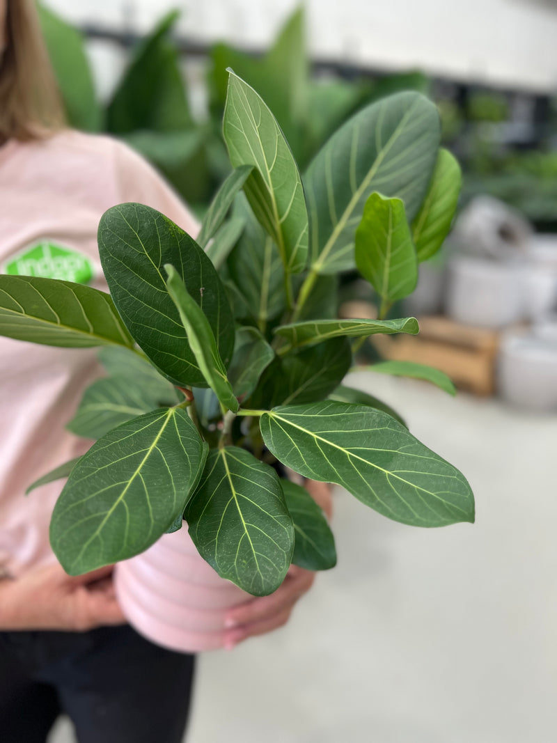 ficus audrey rubber plant Rubber Plant Audrey – Indoor Plant Shed