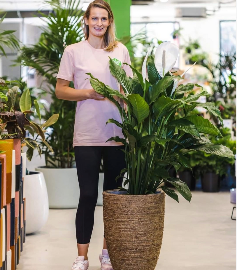 peace lily sebastiano Spathiphyllum Sebastiano – Indoor Plant Shed