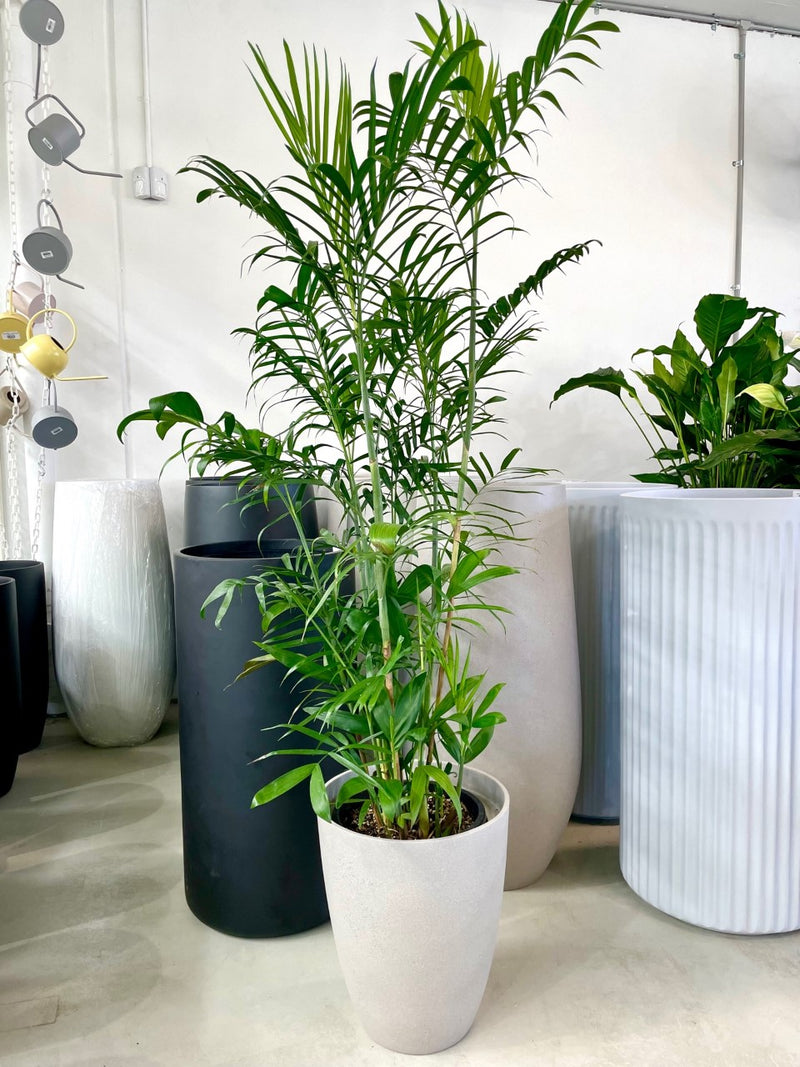 Bamboo Palm bamboo-palm