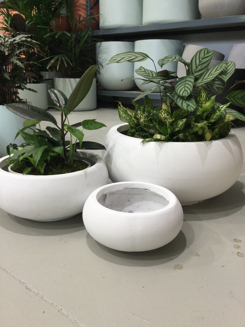 bowl pot plant GAR Bowl Pot – Indoor Plant Shed