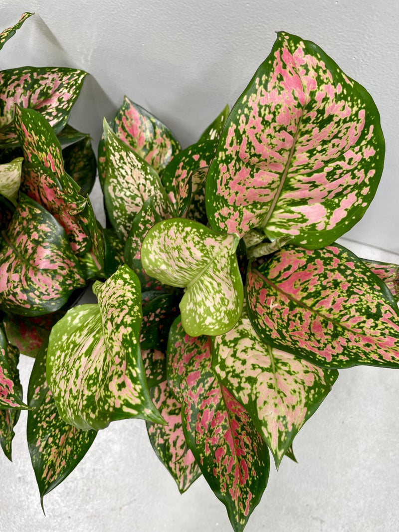 aglaonema lady valentine wikipedia Aglaonema Lady Valentine – Indoor Plant Shed
