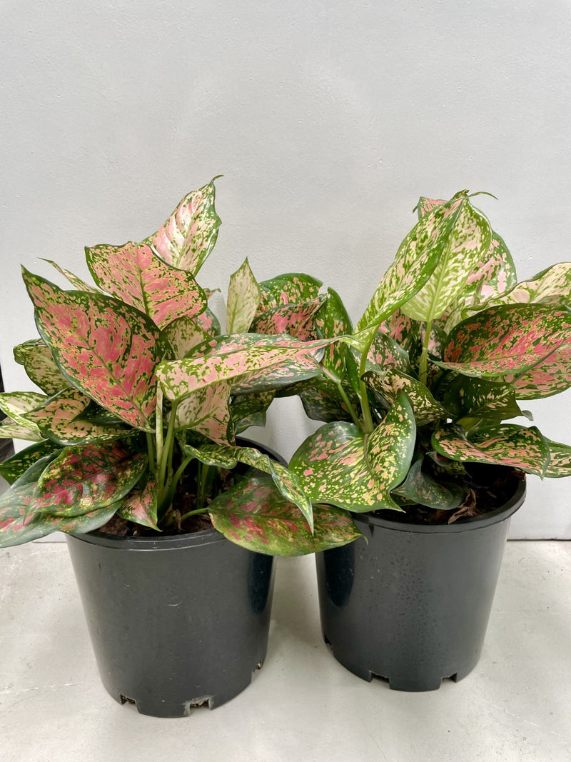 aglaonema lady valentine wikipedia Aglaonema Lady Valentine – Indoor Plant Shed