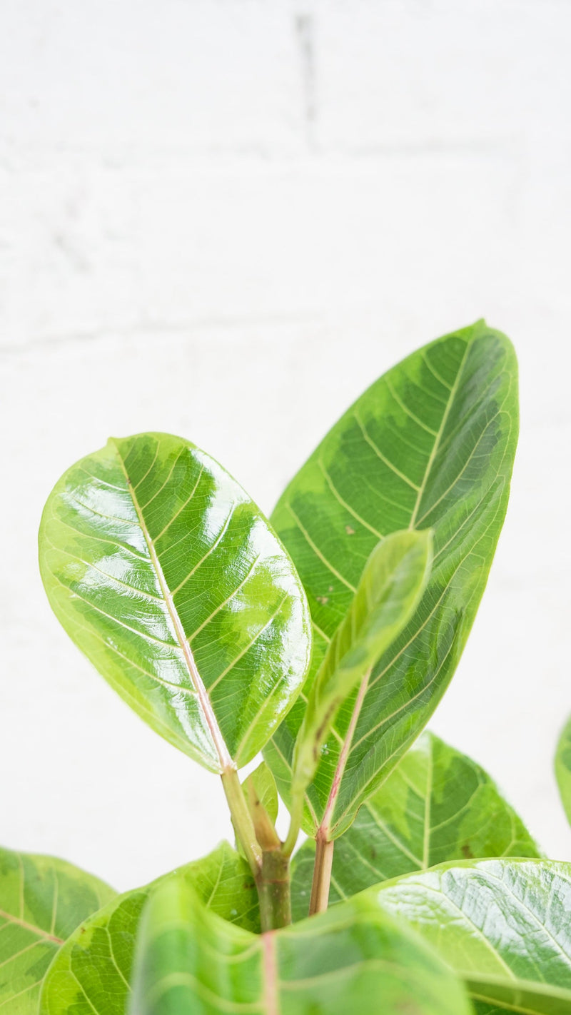 lemon lime rubber tree indoor Rubber Plant Lemon & Lime – Indoor Plant Shed