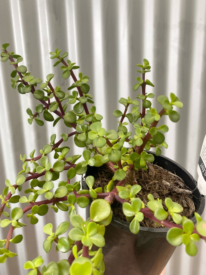Jade Plant – Indoor Plant Shed