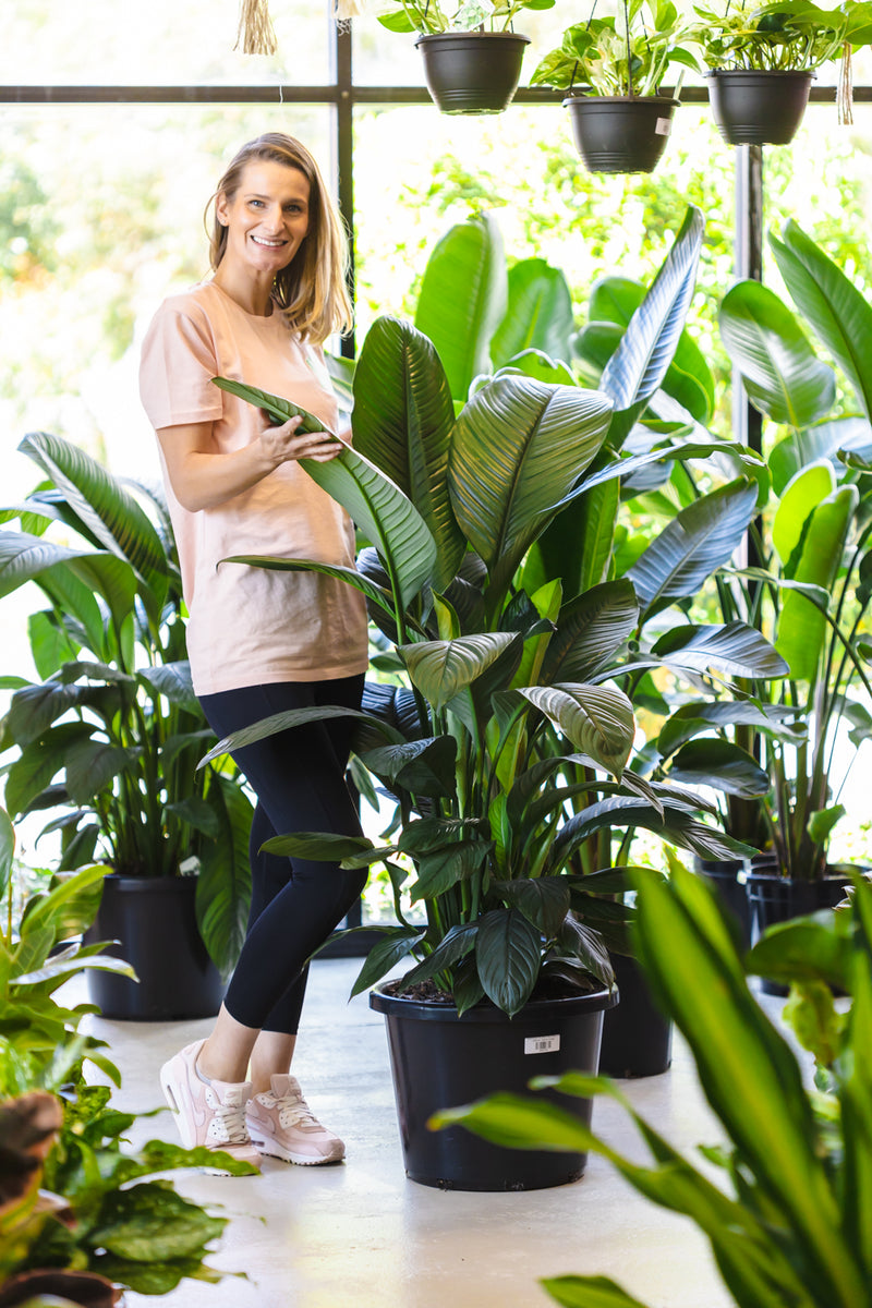 Spathiphyllum Sensation