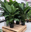 Spathiphyllum Sensation
