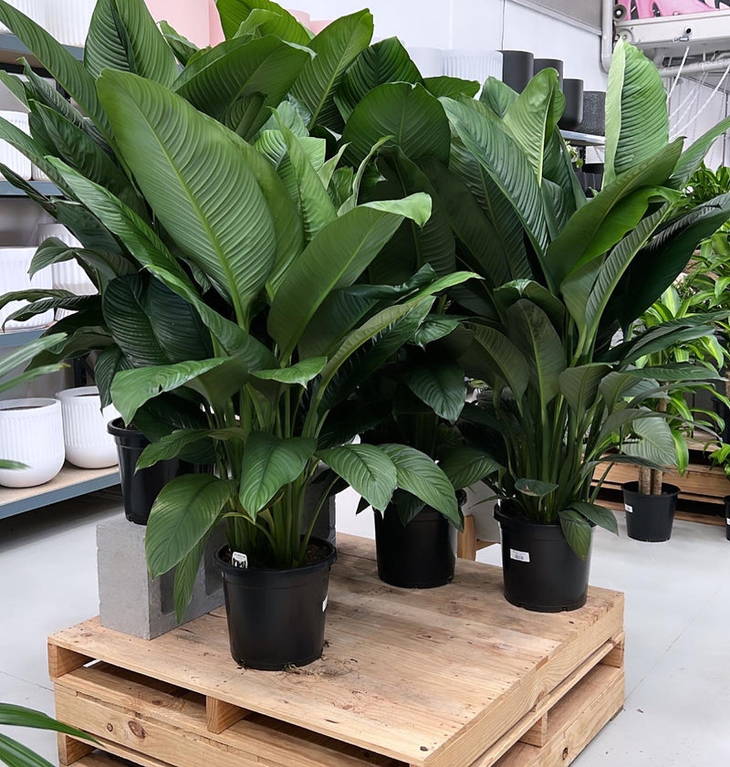 picasso peace lily bunnings Spathiphyllum Sensation – Indoor Plant Shed