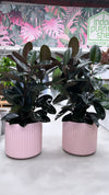 Rubber Plant Burgundy