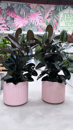 Rubber Plant Burgundy
