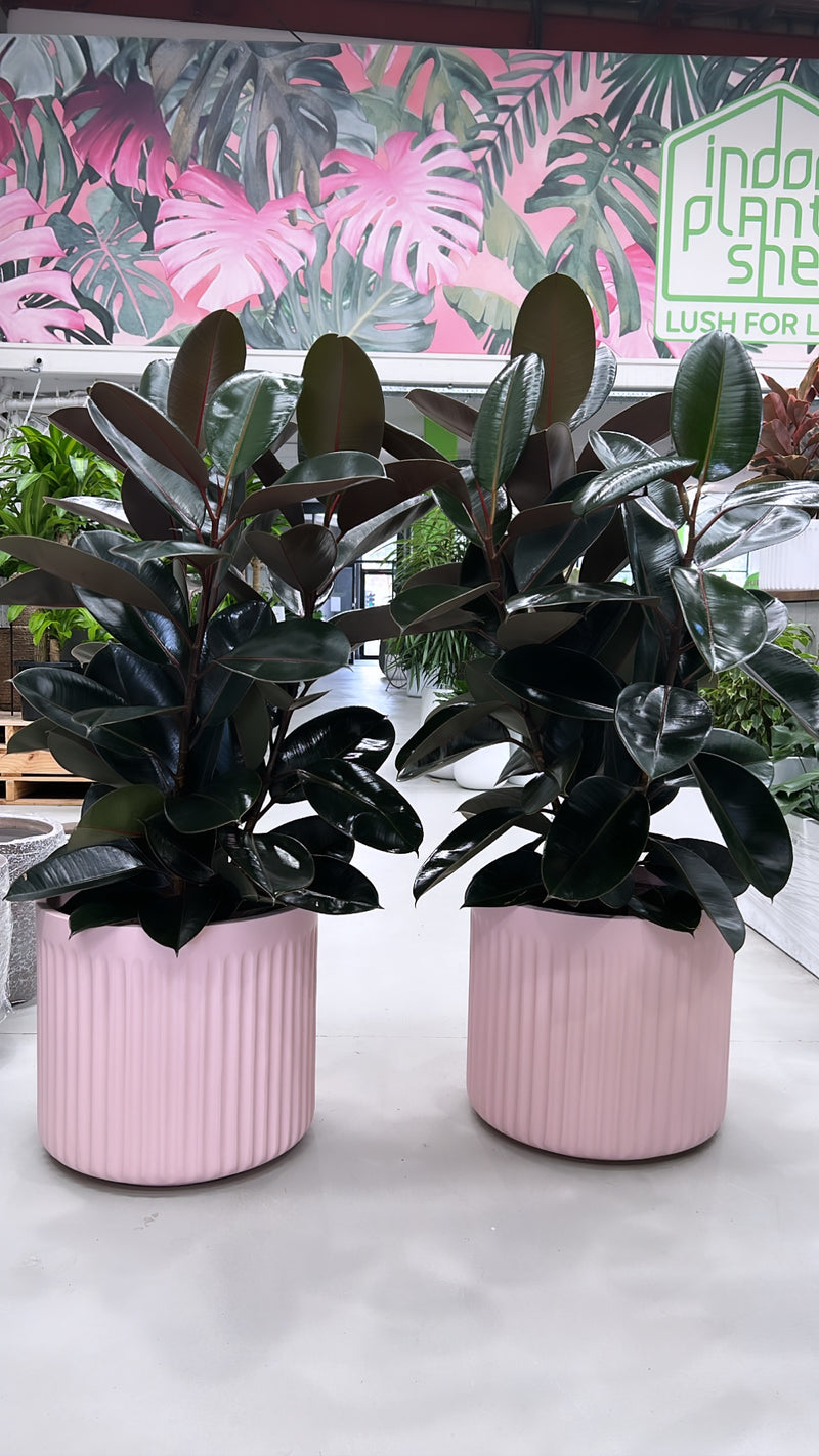 Rubber Plant Burgundy