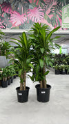 Happy Plant