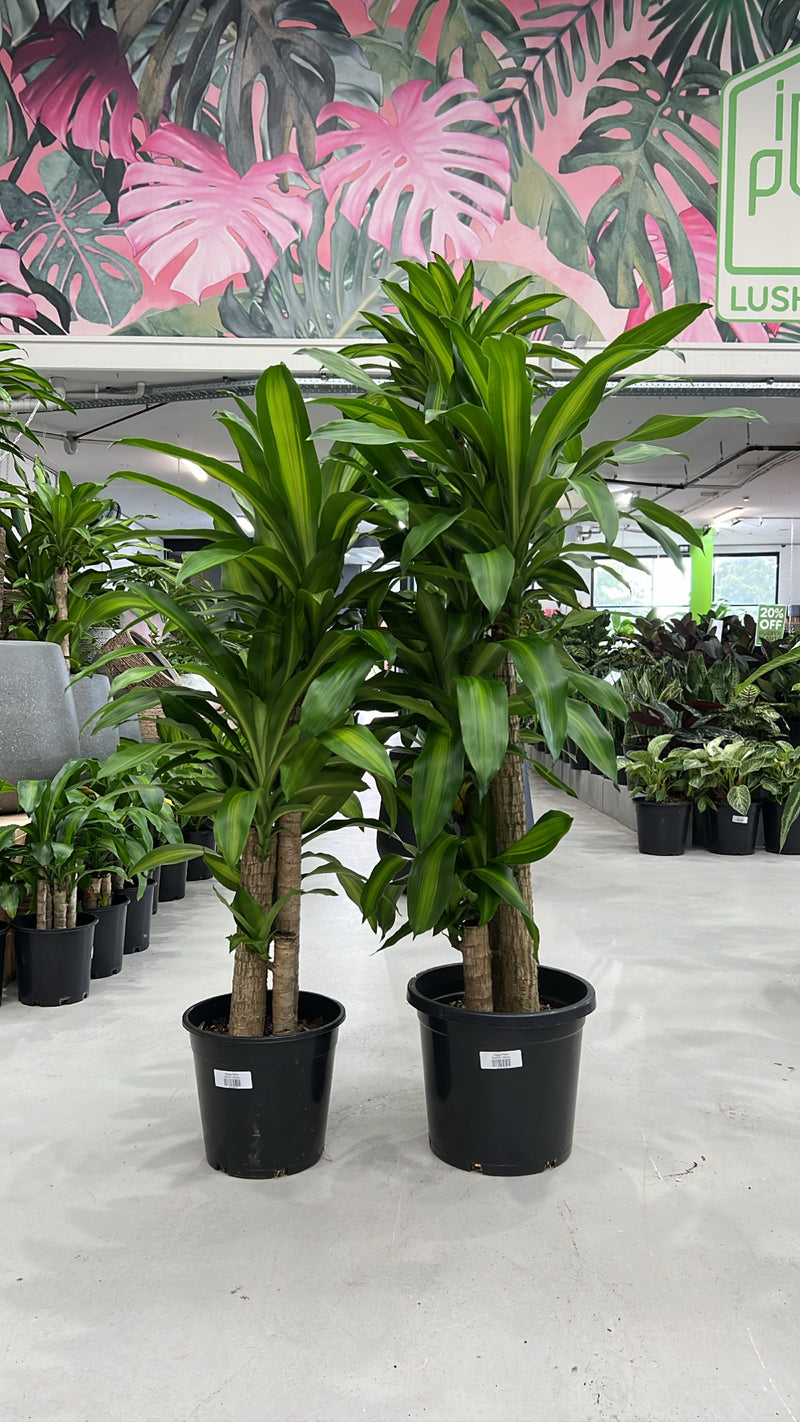 Happy Plant