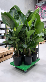 Bird of Paradise