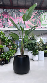Bird of Paradise
