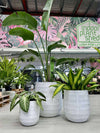 GAR Seychelles Pot