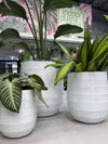 GAR Seychelles Pot