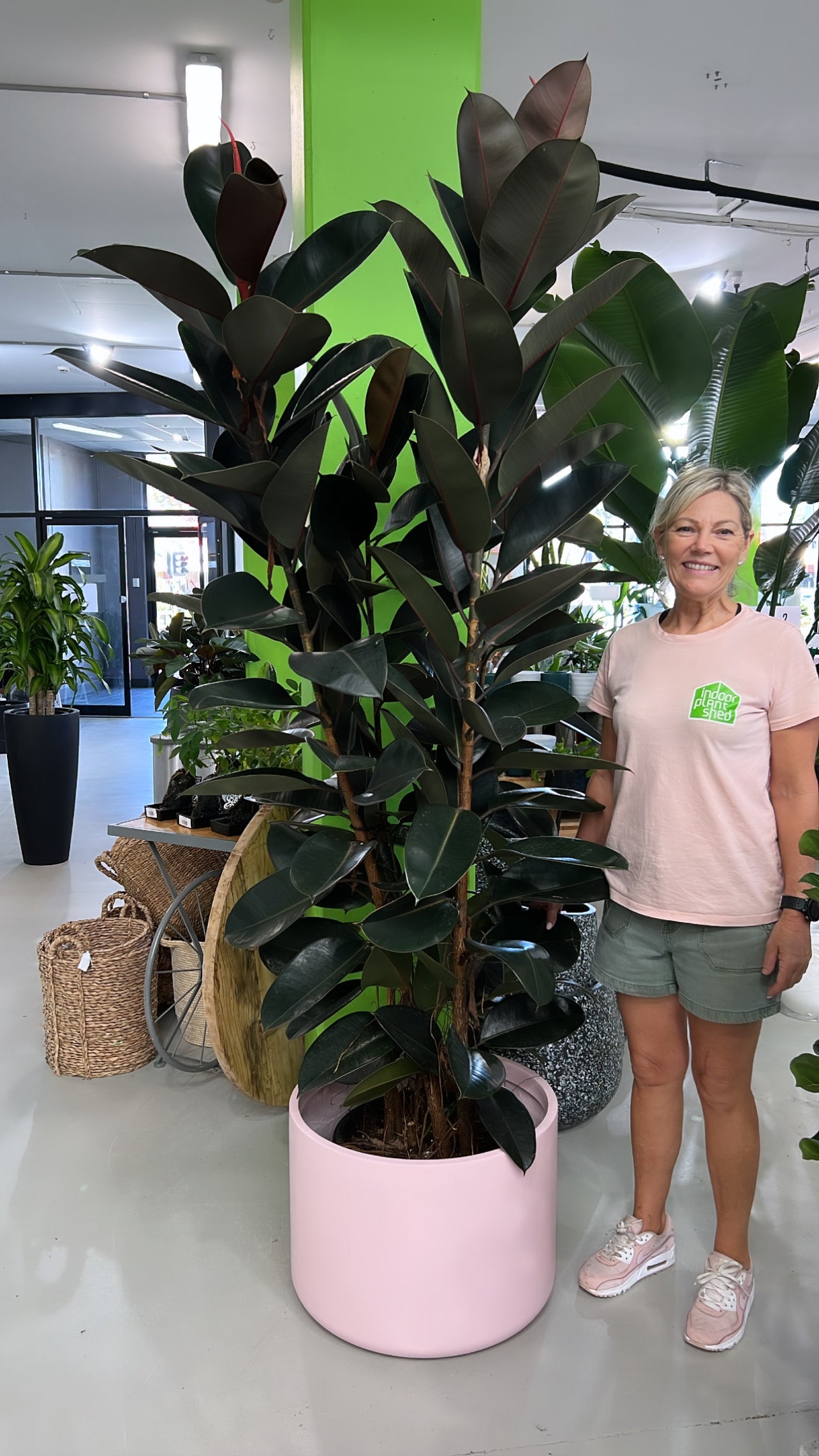 rubber plant is indoor or outdoor Rubber Plant Burgundy – Indoor Plant Shed