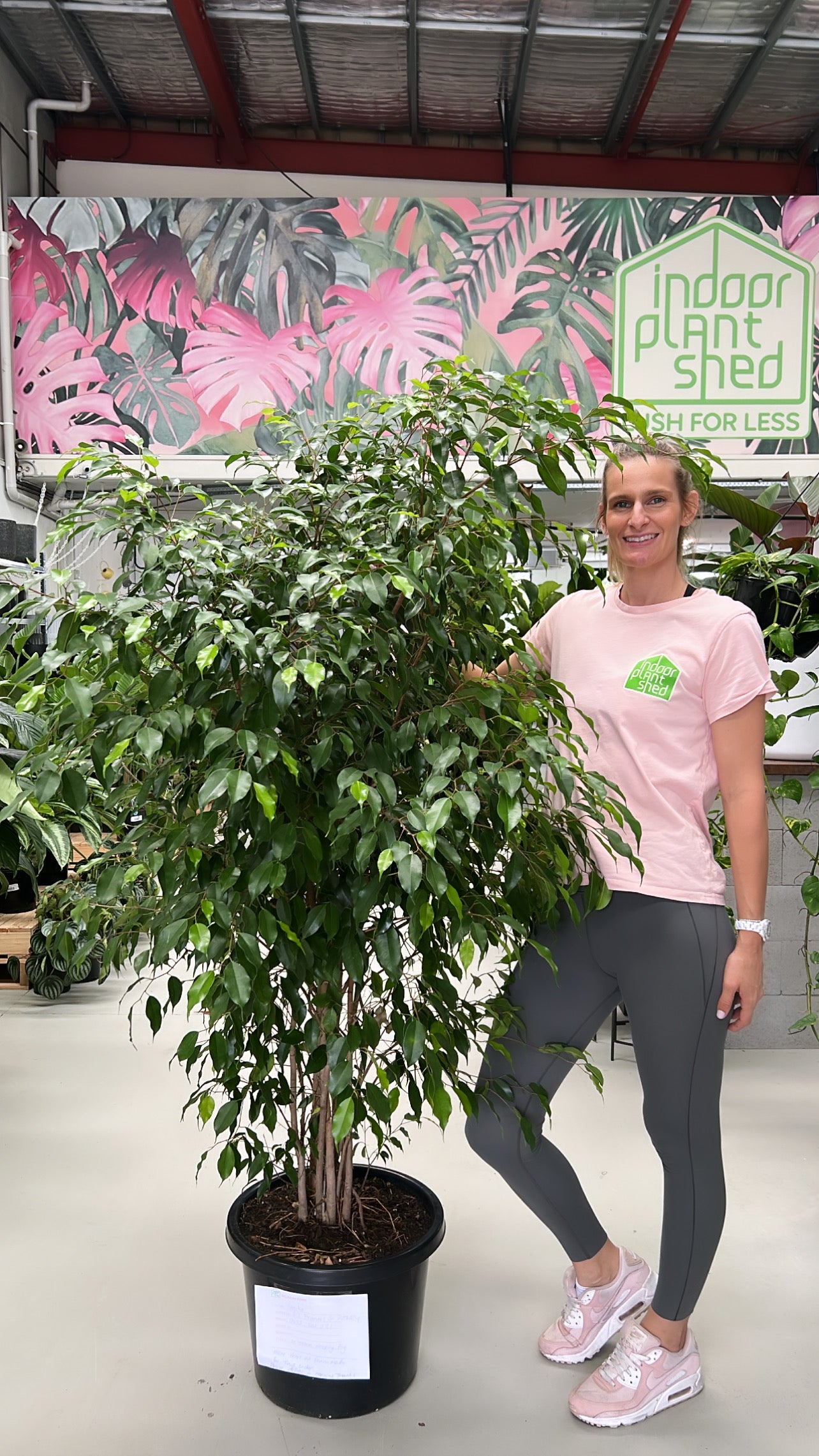 weeping fig indoor plant Weeping Fig – Indoor Plant Shed
