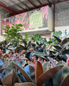 Rubber Plant Burgundy