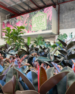 Rubber Plant Burgundy