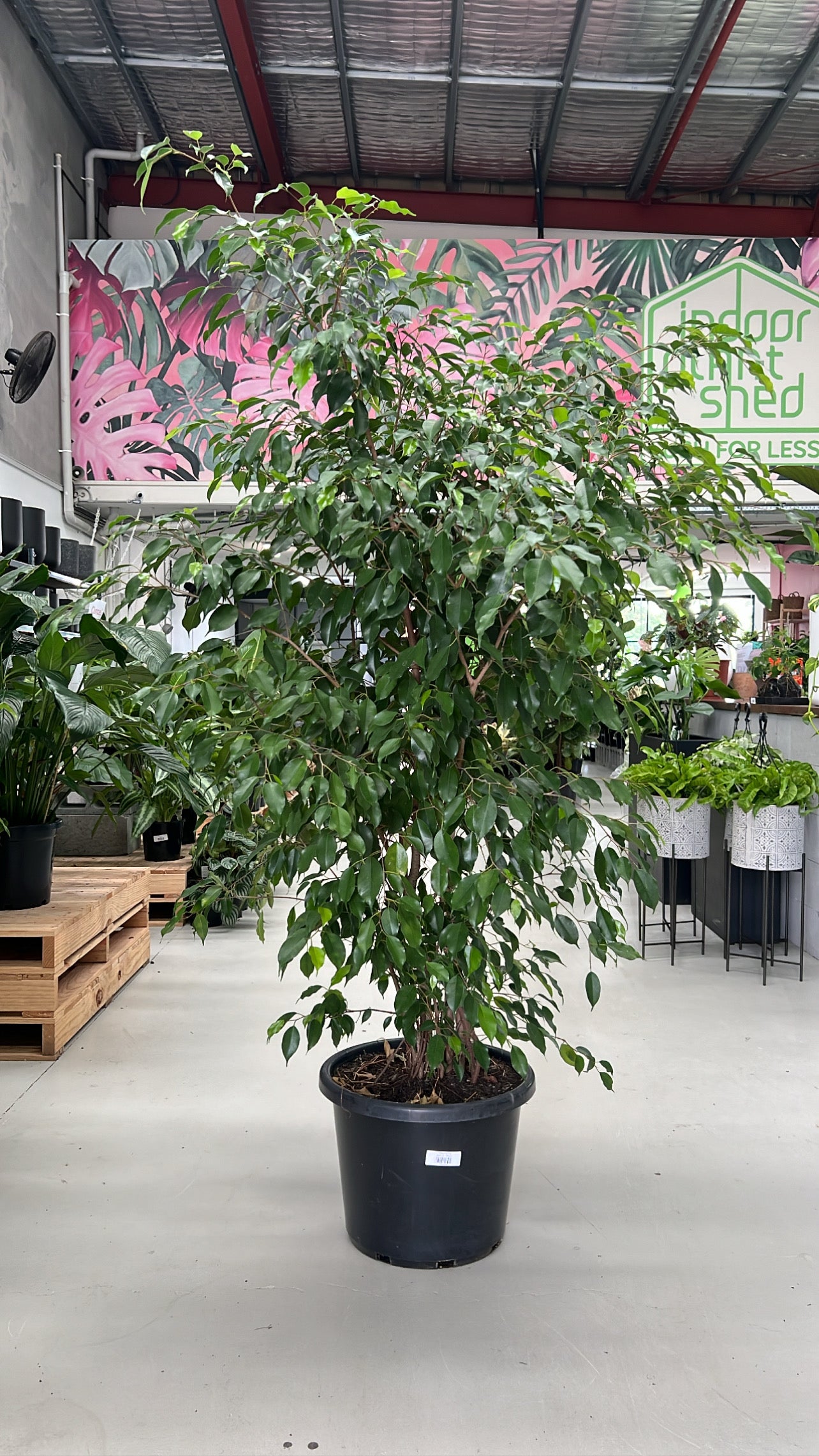 weeping fig tree indoor plant Weeping Fig – Indoor Plant Shed