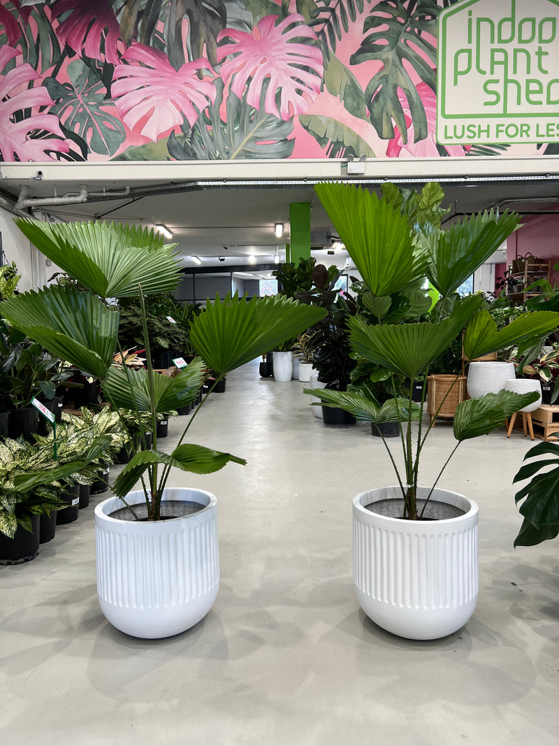 fan palm plant indoor Fan Palm – Indoor Plant Shed