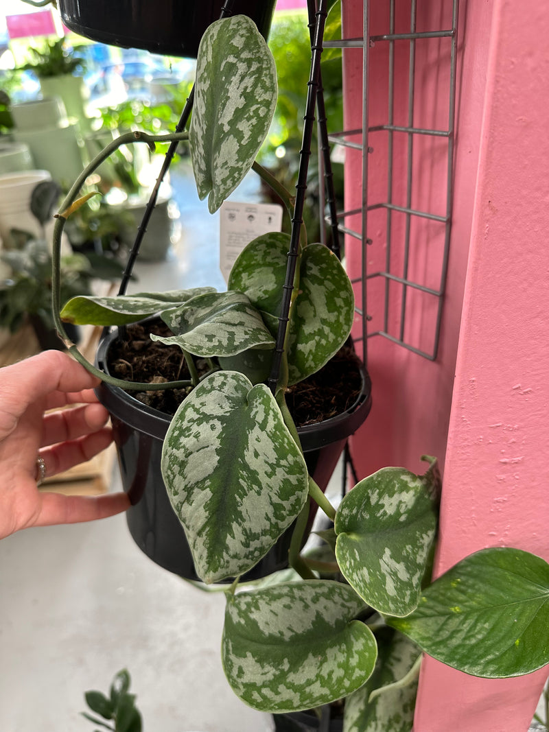 Satin Pothos
