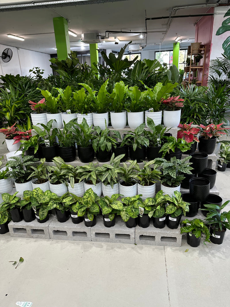 Pot & Plant Combo