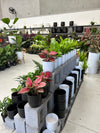 Pot & Plant Combo