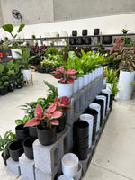 Pot & Plant Combo