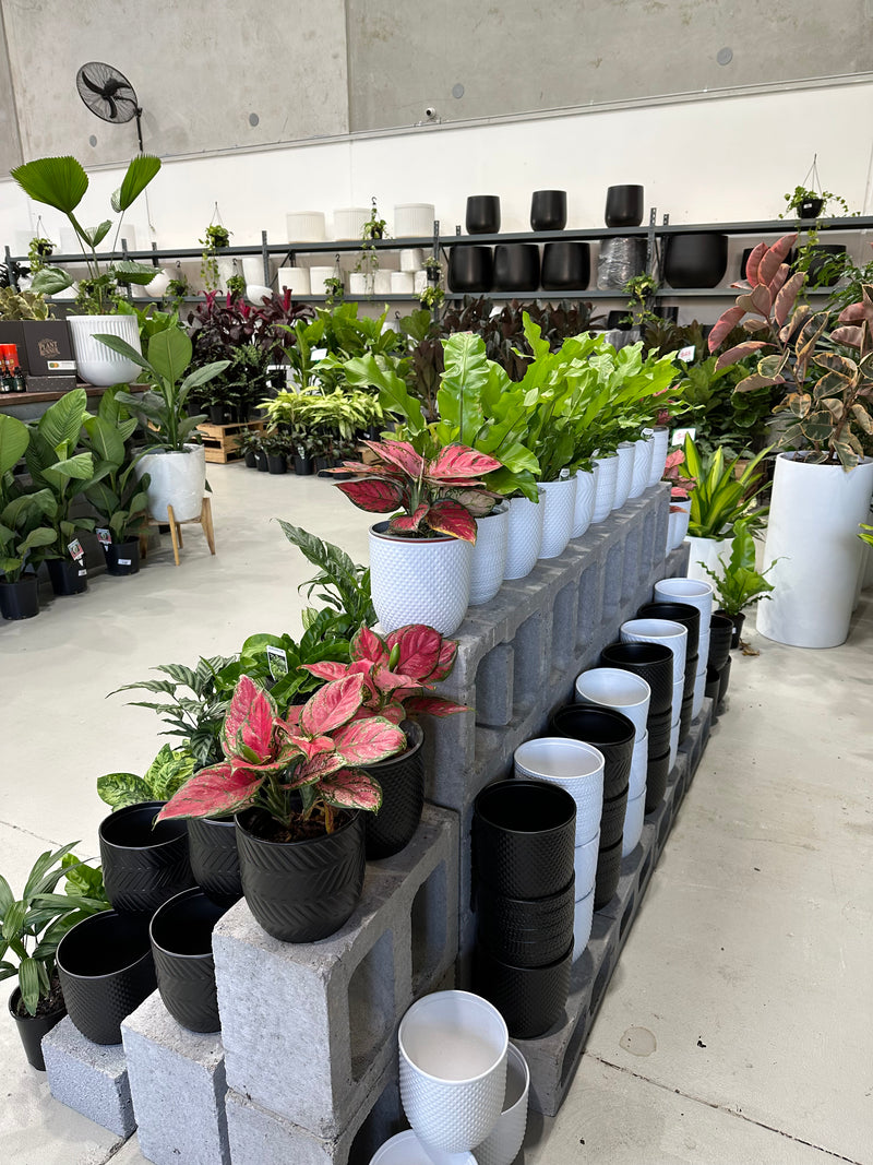Pot & Plant Combo