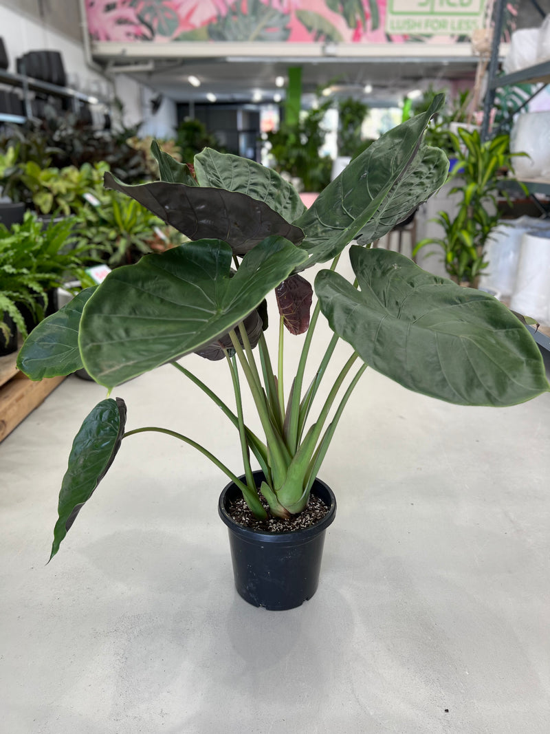 Alocasia Wentii