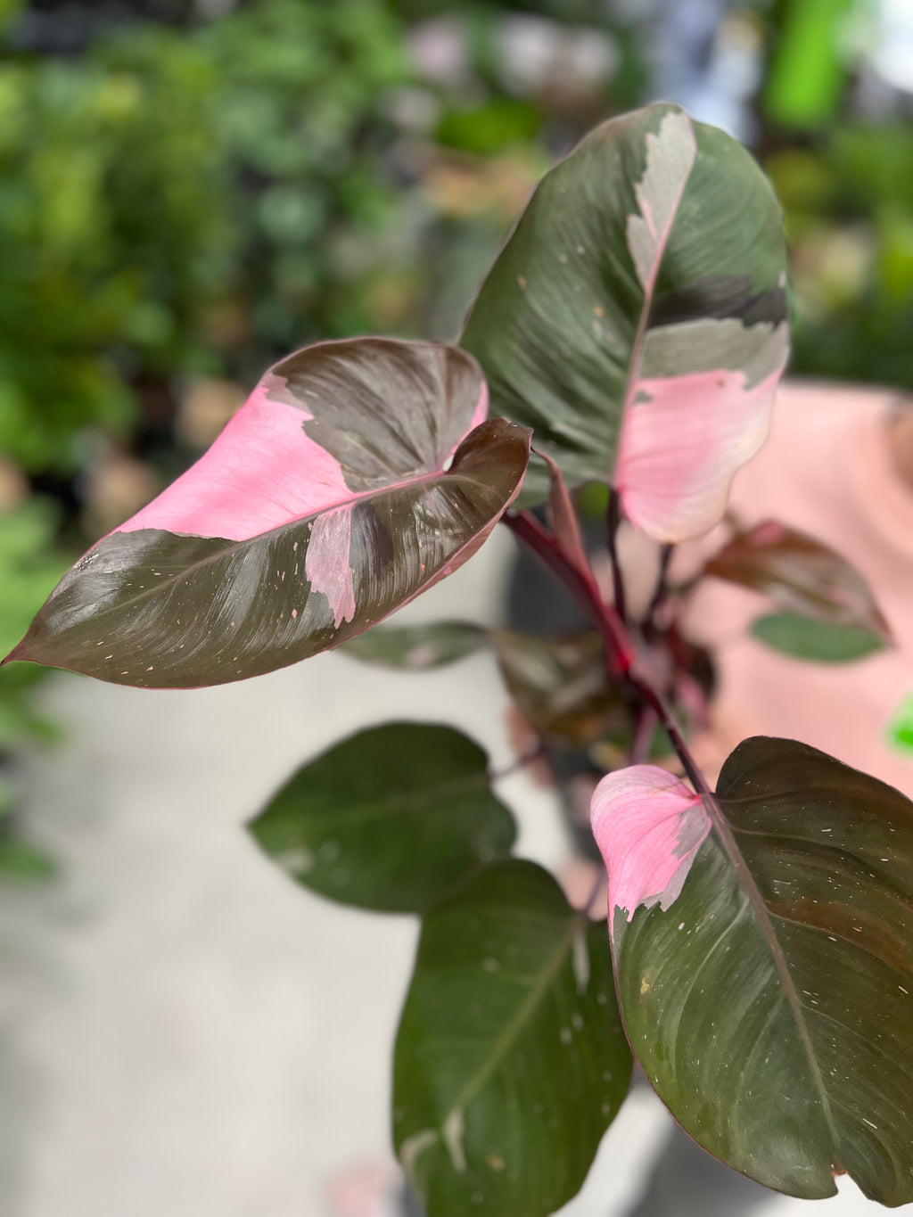 Philodendron Pink Princess – Indoor Plant Shed