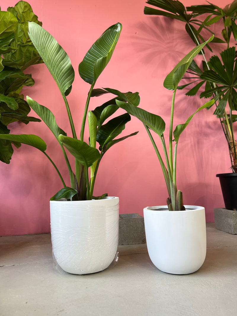 paradise plant indoor Bird of Paradise – Indoor Plant Shed