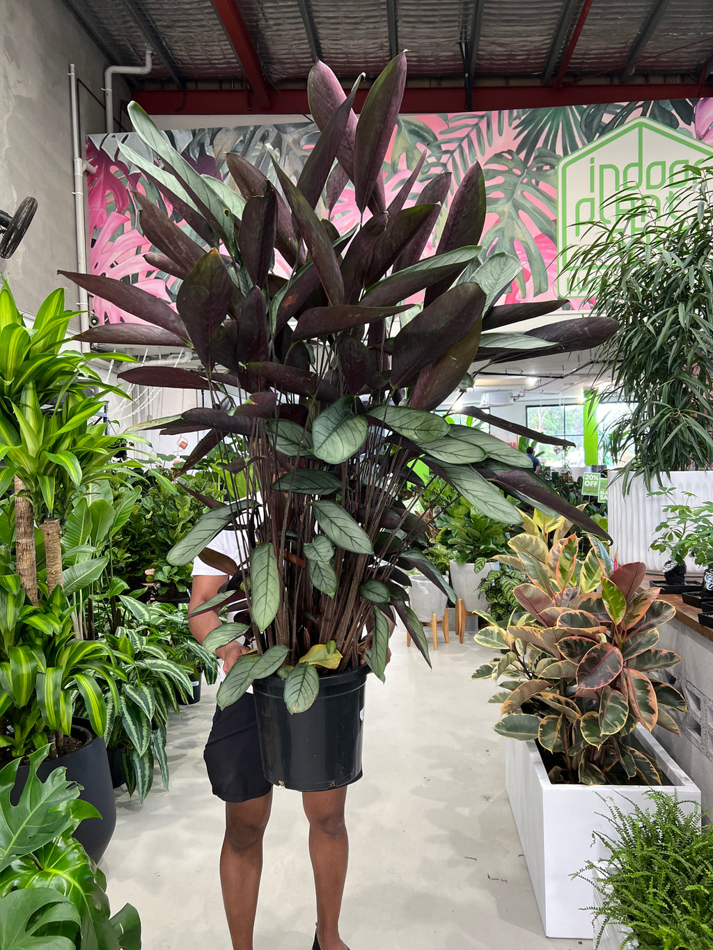 grey star indoor plant Ctenanthe Grey Star – Indoor Plant Shed