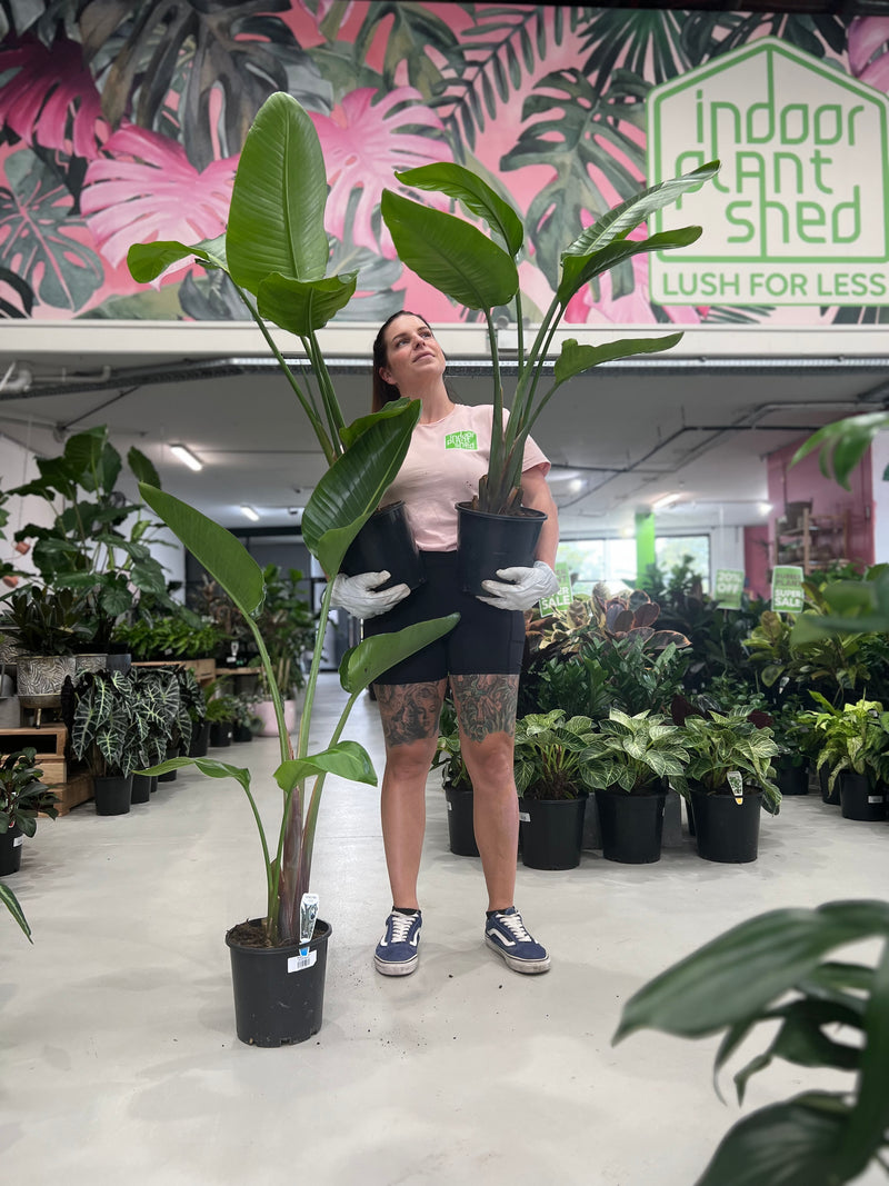 Bird of Paradise