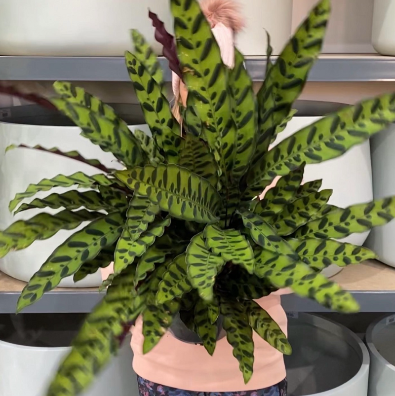 Calathea Rattlesnake