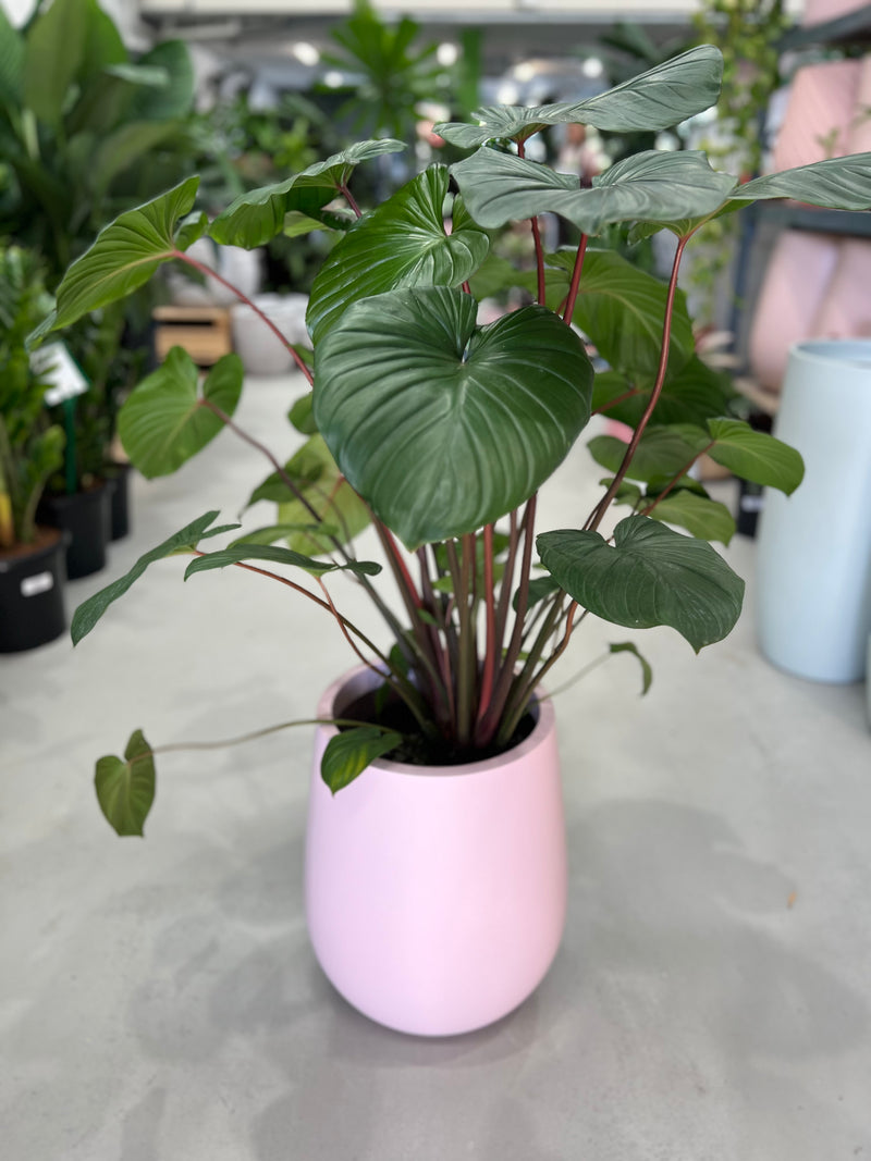 Homalomena Rubescens
