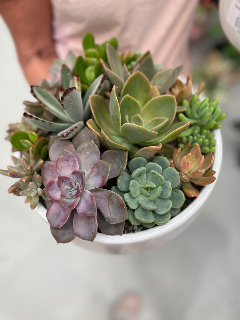 Succulent Garden & Bowl